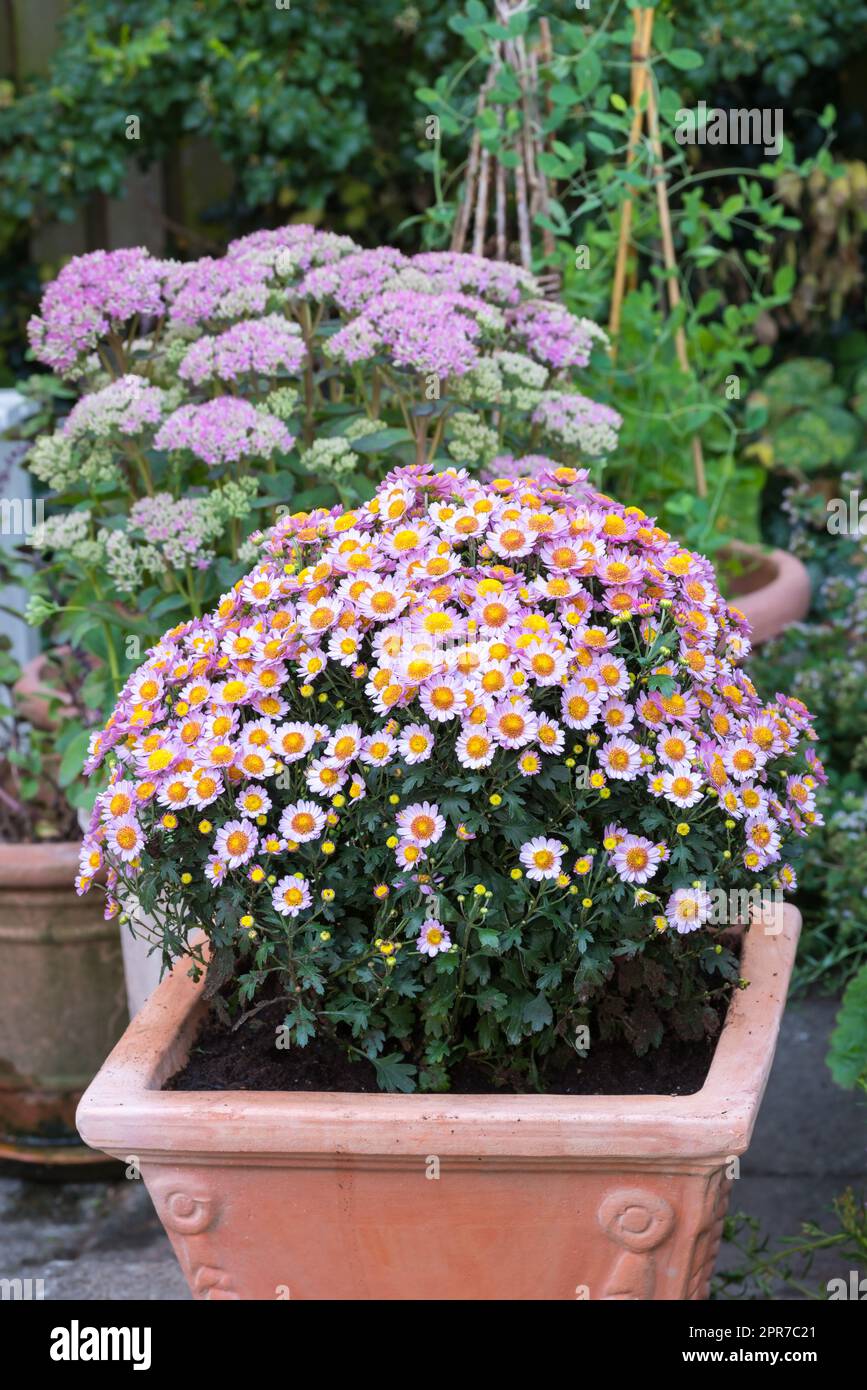 Pink daisy flowers growing in a backyard garden in summer. Marguerite perennial flowering plants displayed in vessels outside. Bush of beautiful white flowers blooming and sprouting in a yard Stock Photo