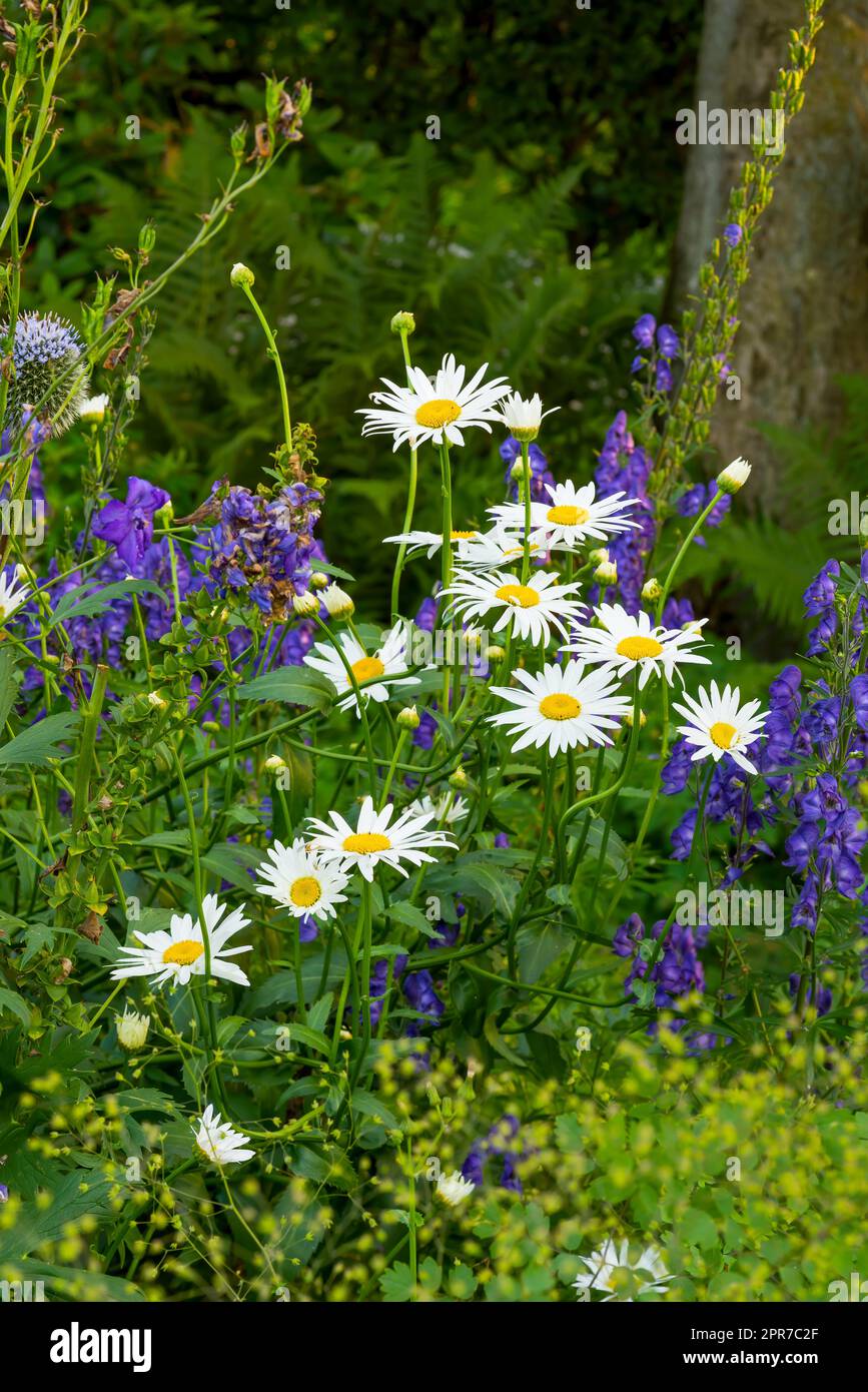 Marguerite plants flourishing on a green field from above. Top view of white flowers blossoming in garden In summer. Pretty flora sprouting in nature Stock Photo