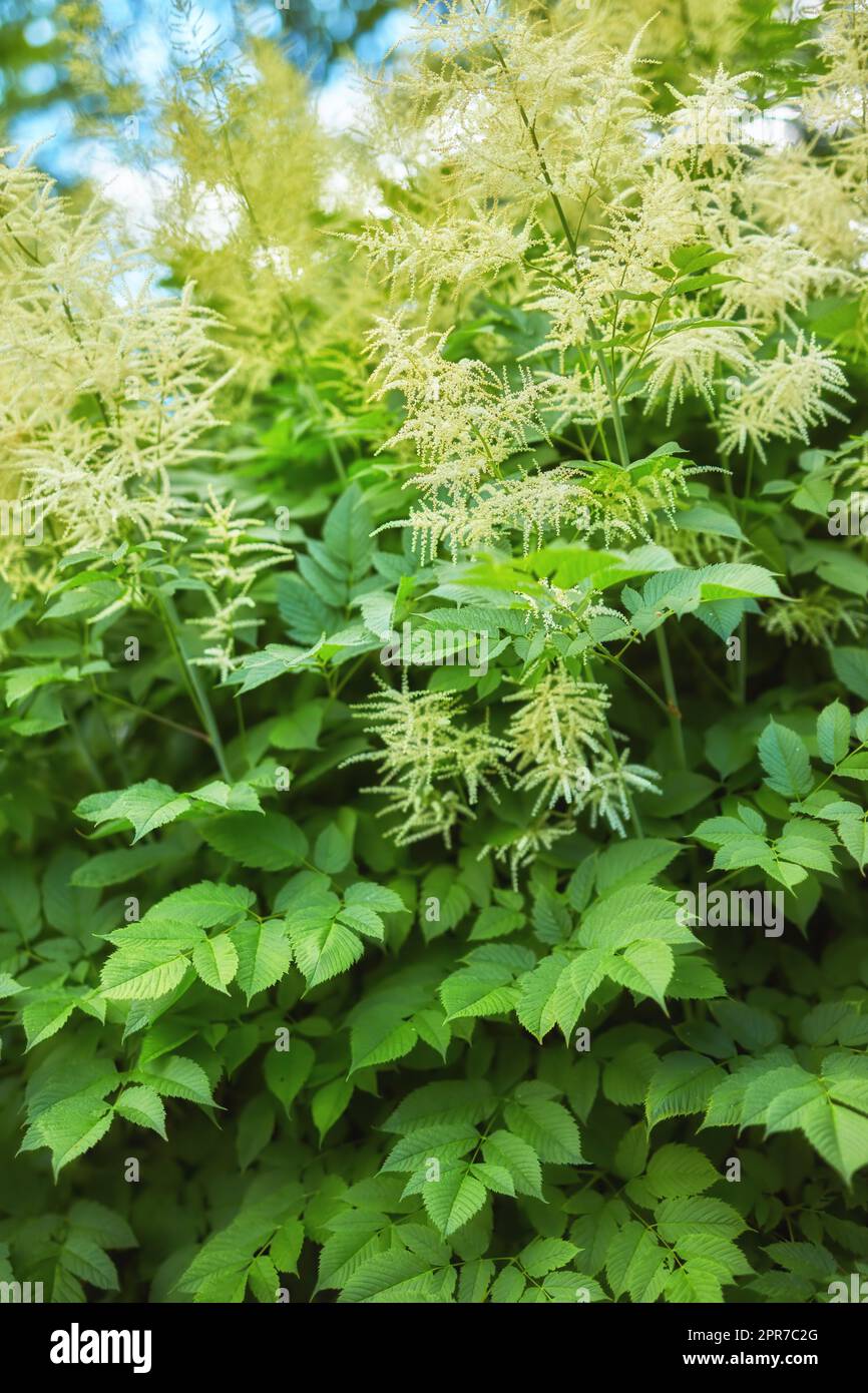 Beautiful blooming white fluffy Aruncus in the garden in summer. Aruncus dioicus blooming in the summertime, Flowers of Goats beard. Bush of Aruncus dioicus. Focus on the plant with a blur background Stock Photo