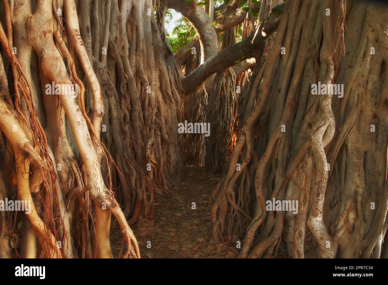 Old massive tree in the forest with its trunk covered with its root. A narrow path amongst the bunch of thick bark banyan tree in the jungle. A haunted banyan tree in the wild bush. Dense woodland Stock Photo