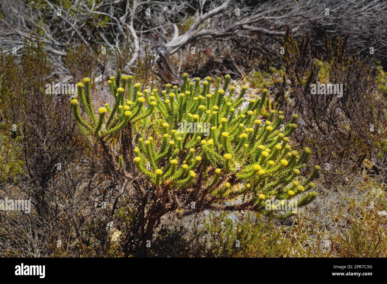 Fynbos in Table Mountain National Park, Cape of Good Hope, South Africa. Closeup of scenic landscape environment with fine bush indigenous plant and flower species growing in a nature reserve Stock Photo