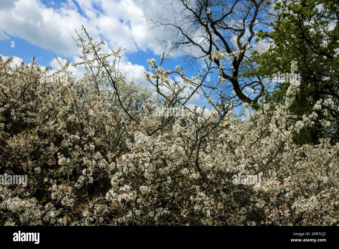 Spring blossom in the hedgerows. Old Langho, Ribble Valley, Lancashire