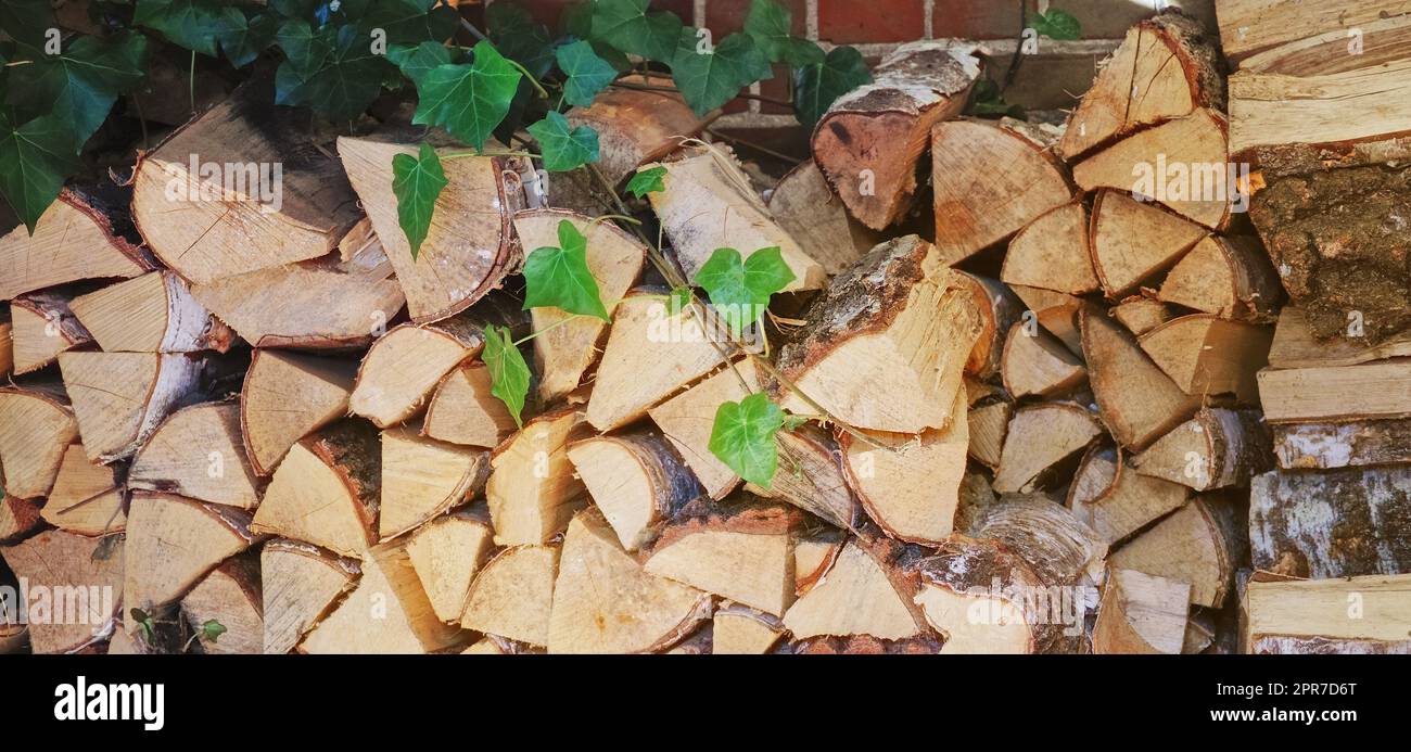 Preparation of firewood for the winter. Stacks of firewood in the forest. Firewood background. Sawed and chopped trees. Stacked wooden logs.. Firewood. Stock Photo