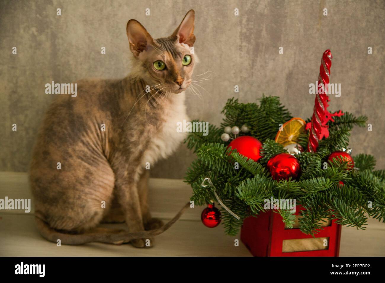 A sphinx cat with a down on its chest of a red - gray color with yellow - green eyes sits against a gray wall and a basket with a Christmas tree and Christmas toys Stock Photo