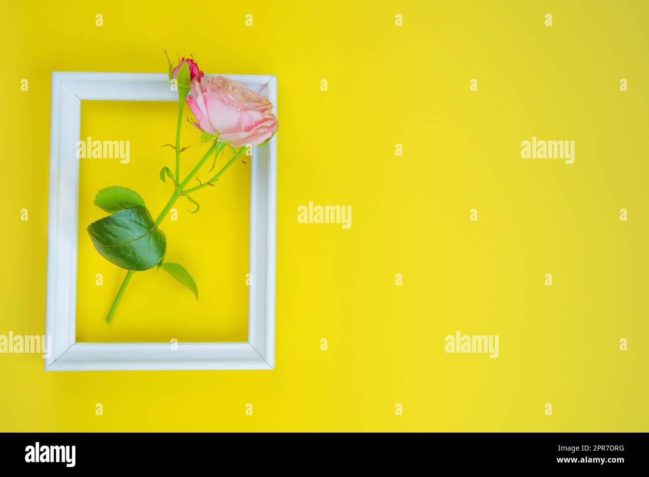 There is a pink rose flower in a white wooden frame, with a place for text on a bright yellow background Stock Photo