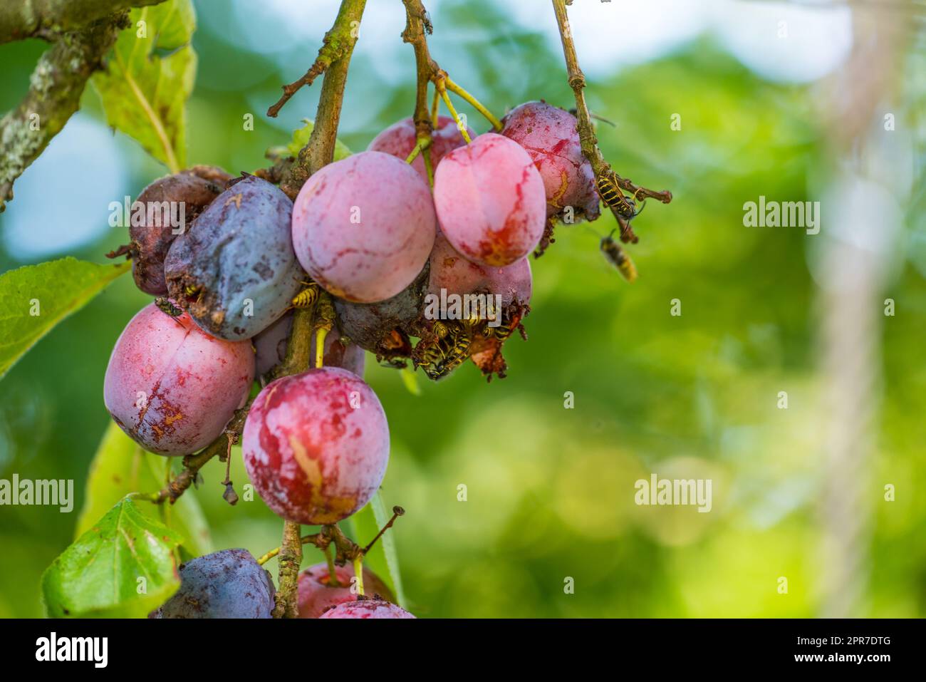 Closeup of many wasps eating ripe sweet plums growing on a tree in a garden or field. Macro details of wildlife in nature, organic fruit hanging from branches in rural countryside with copy space Stock Photo