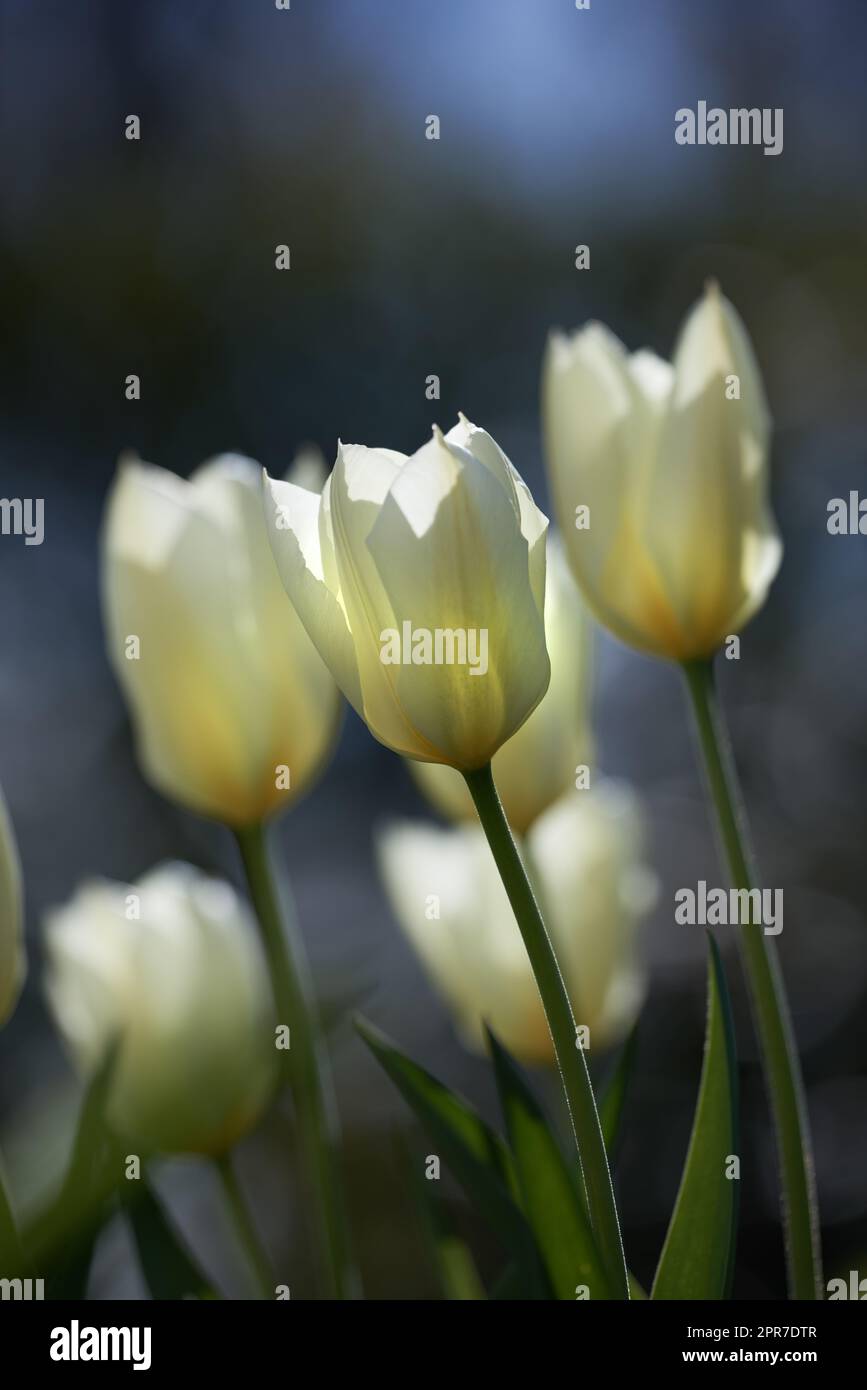 White tulip flowers growing in a backyard garden. Beautiful flowering plants beginning to blossom on a green field. Bush of pretty flora blooming and sprouting in a meadow in the countryside Stock Photo