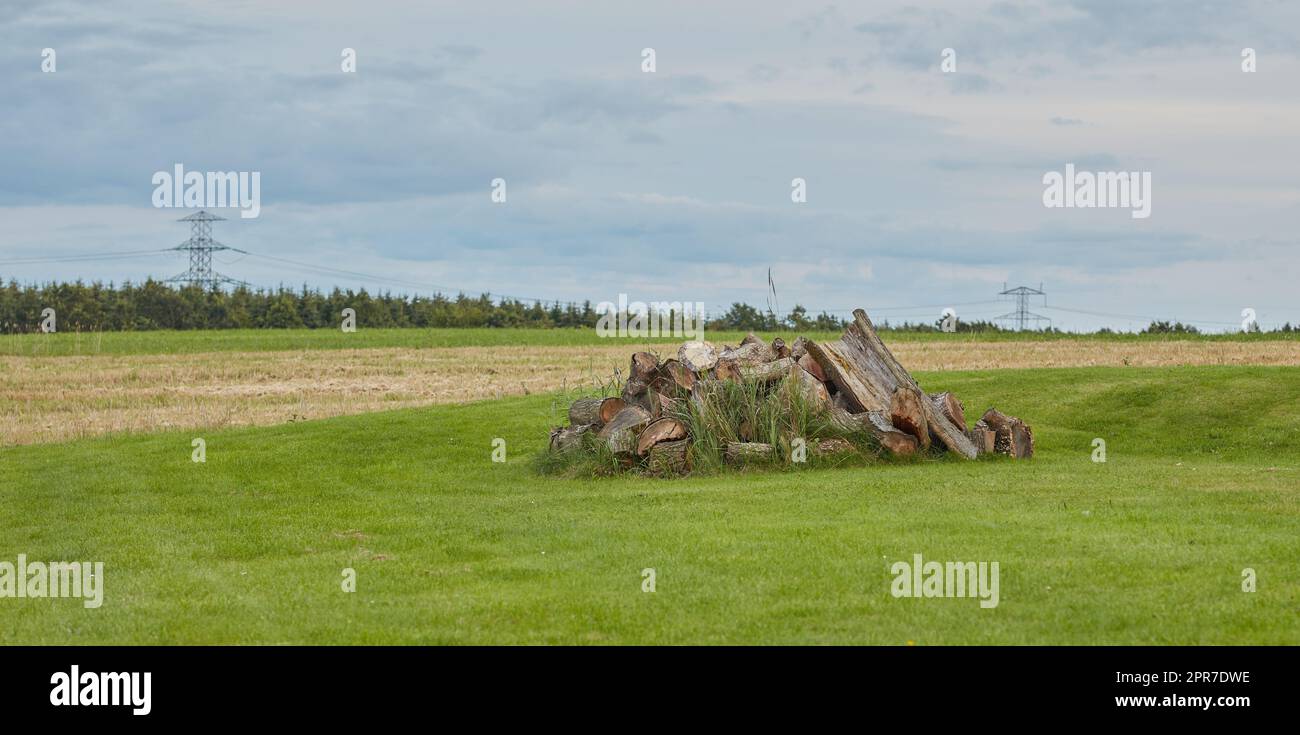 Chopped tree logs stacked in the forest with copy space. Deforestation of a rustic landscape with stumps of firewood outside. Collecting dry timber and split hardwood material for the lumber industry Stock Photo