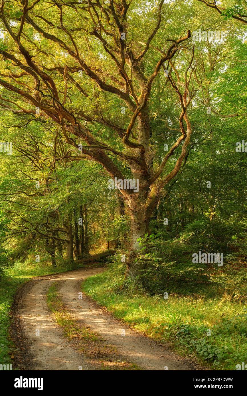A hidden path in a dense forest on a sunny summer morning. Fairy tale landscape with a trail through magical woods between old trees and plants on a spring day. A secret dirt roadway in nature Stock Photo