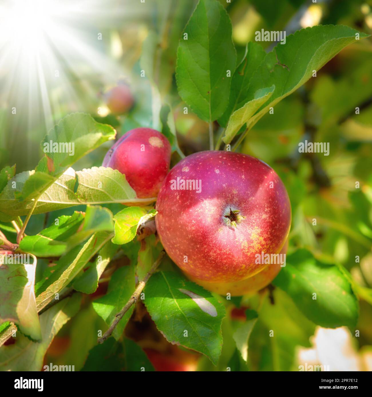 Bright and ripe red apples growing on a farm in a green fruit tree on a sunny day. Organic crops ready for harvest during the autumn season outdoors in a garden with sunlight shining through Stock Photo