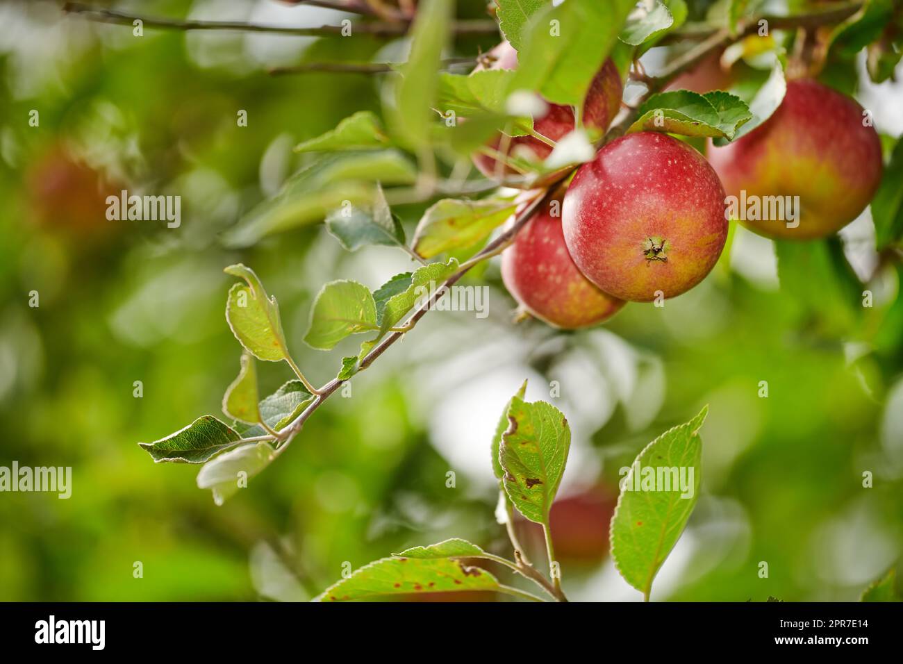 Beautiful red apples ready to be harvested from a tree to be sold to shops. Delicious Honeycrisp fruit on a tree prepared to be gathered as organic and fresh produce for sale at grocery stores Stock Photo
