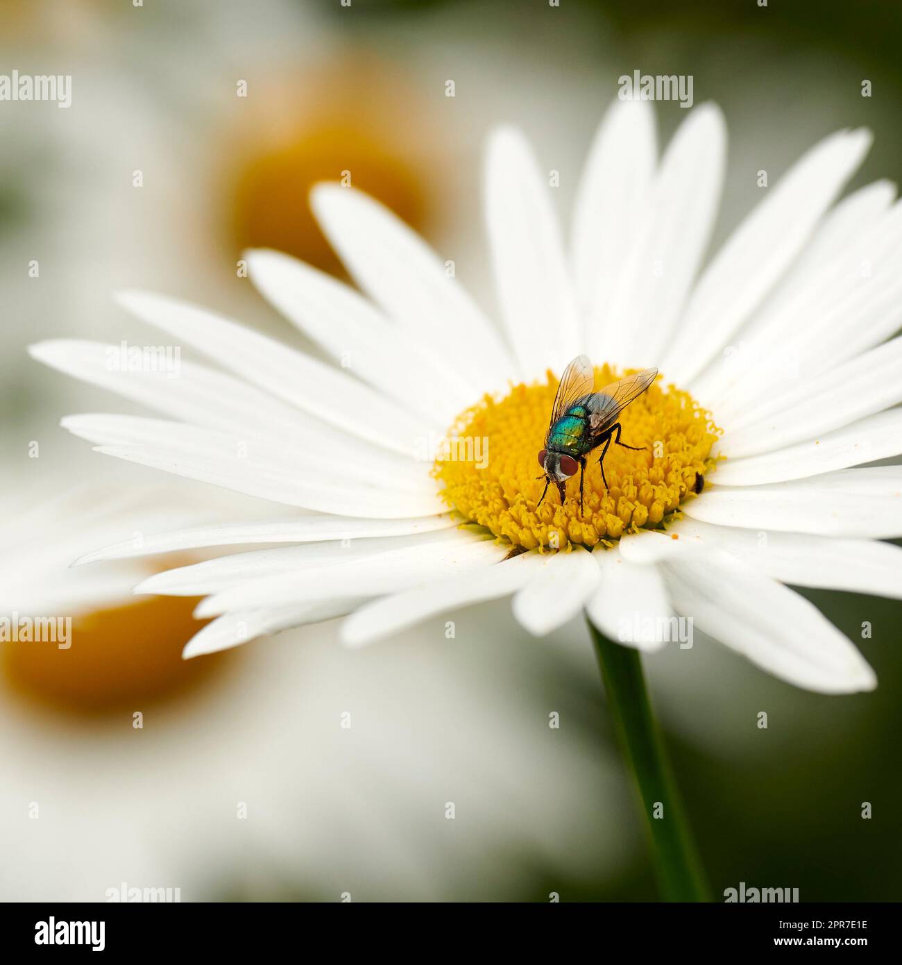 A common greenbottle fly pollinating a white flower closeup. Zoom