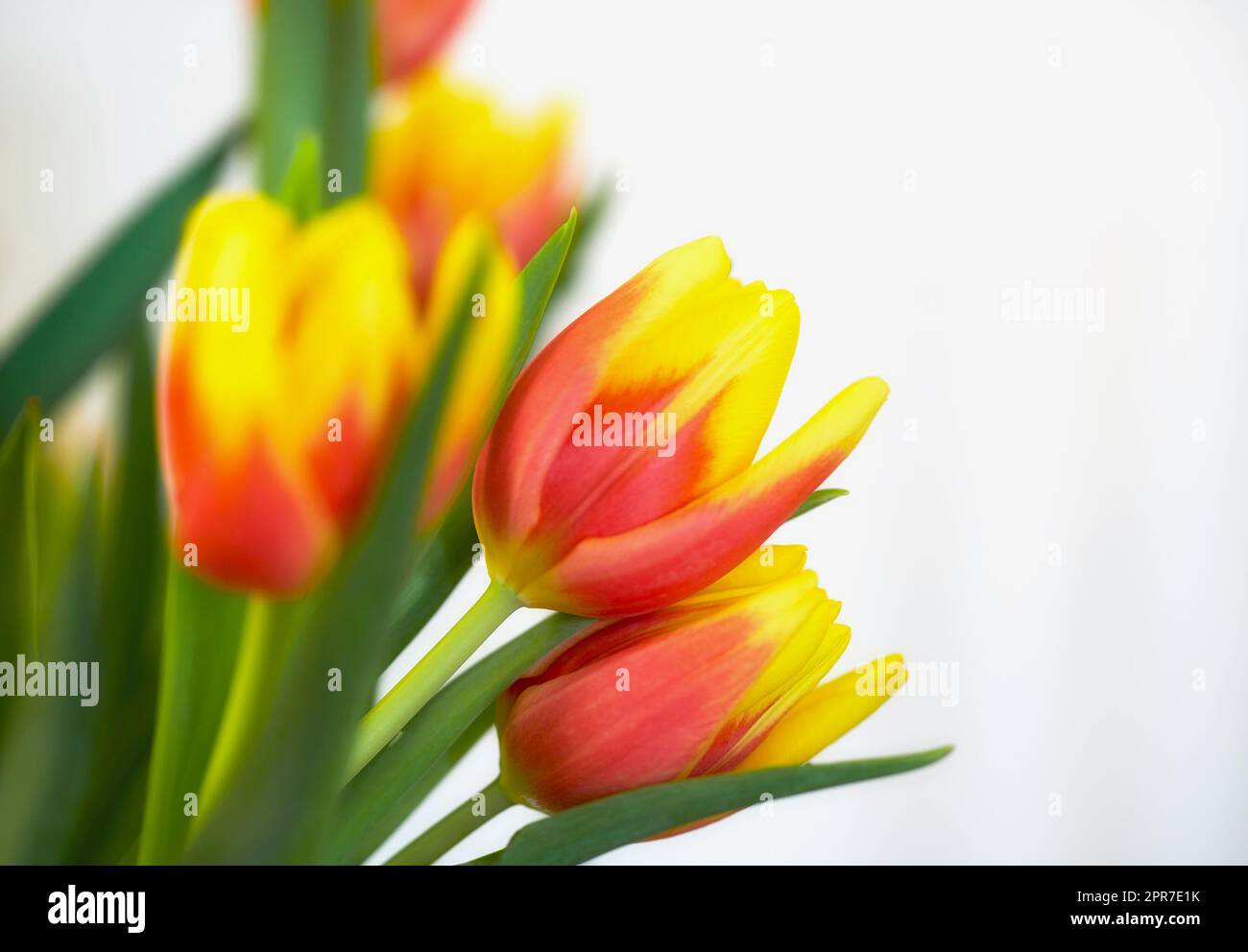 Fresh orange and yellow tulips against a white background. Closeup of bunch of beautiful flowers with vibrant petals and green leaves. Blossoming bouquet symbolizing hope and love for valentines day Stock Photo