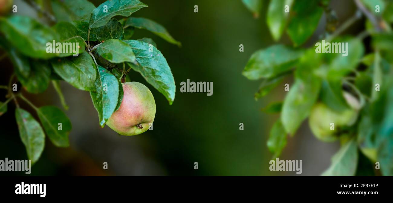 Closeup of red and green apples ripening on a tree in a sustainable