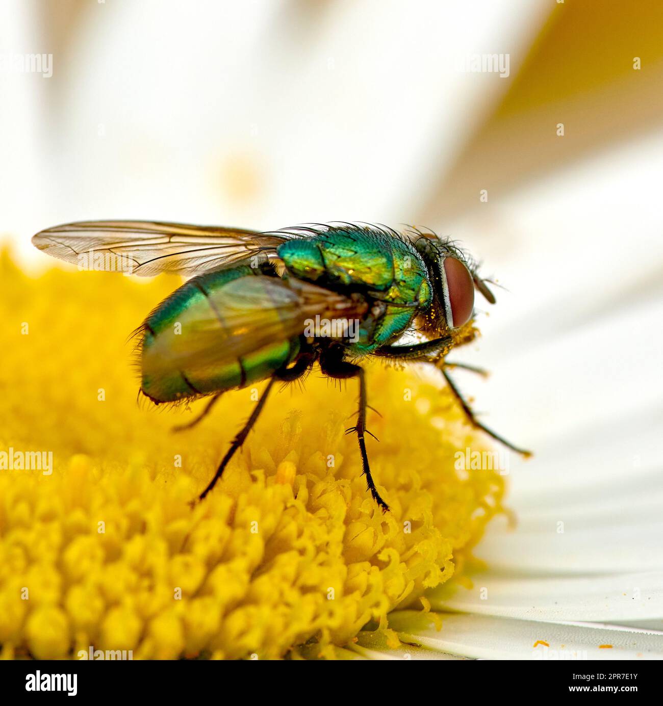 Green bottle fly feeds and relax on a white daisy after a long day of flying. Colourful blue blowfly collect nectar and pollinates a flower. Closeup of a hairy common fly on a bright yellow blossom. Stock Photo