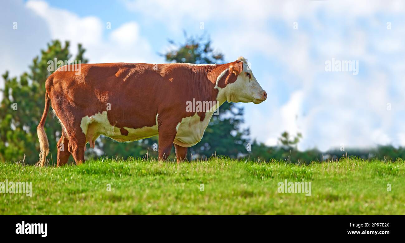 Brown and white cow on a field in rural countryside with blue sky copyspace background. Raising and breeding livestock cattle on a farm for beef and dairy industry. Landscape with animals in nature Stock Photo