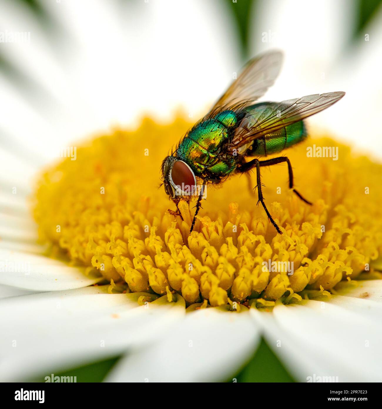 Closeup of a common green bottle fly eating floral disc nectar on white