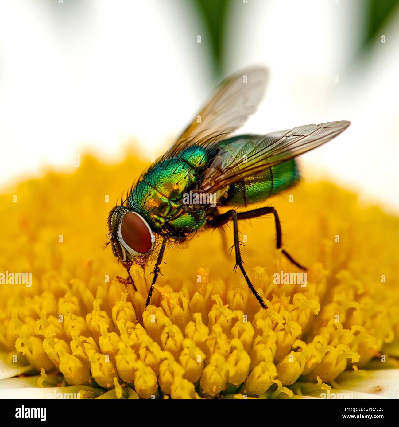 Macro of a common green bottle fly eating floral disc nectar on white Marguerite daisy flower. Closeup texture or detail of insect pollination, plant pest control in a secluded home garden or park Stock Photo
