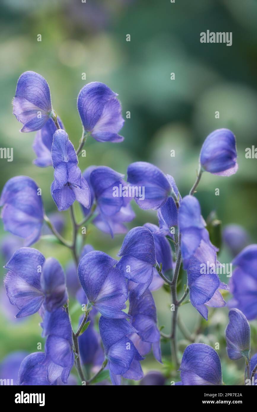 Closeup of blue aconite flowers growing, blossoming and flowering as a herbal and medicinal plant for traditional homeopathy. Bunch of vibrant little plants blooming on a bush or shrub in home garden Stock Photo