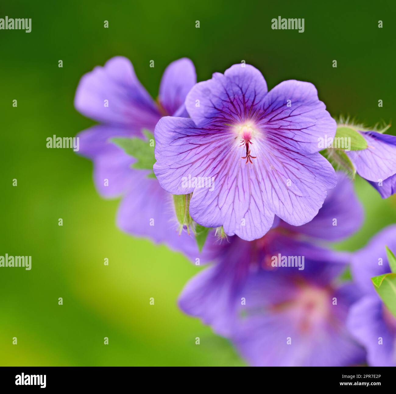 Closeup of purple Cranesbill flowers on green background. Petal details of geranium perennial flowering plant growing in a garden. Pretty colorful gardening blossoms for outdoor landscaping in spring Stock Photo