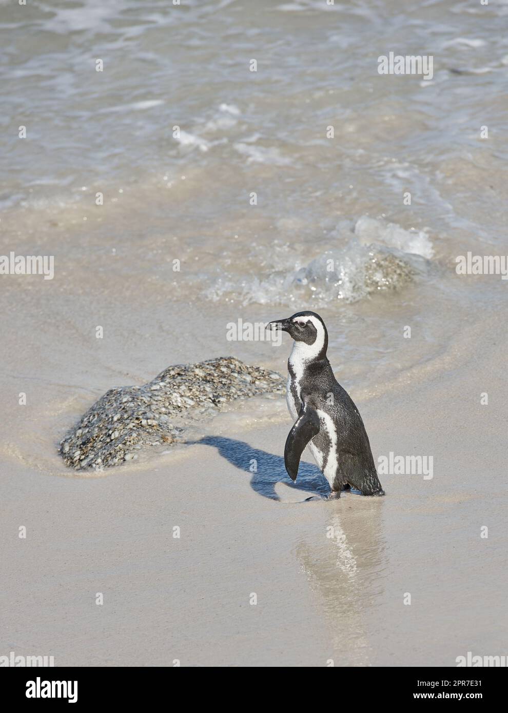 A penguin standing in shallow sea water. One flightless bird on a beach in its natural habitat. An endangered black footed or Cape penguin species at a sandy Boulders Beach in Cape Town, South Africa Stock Photo