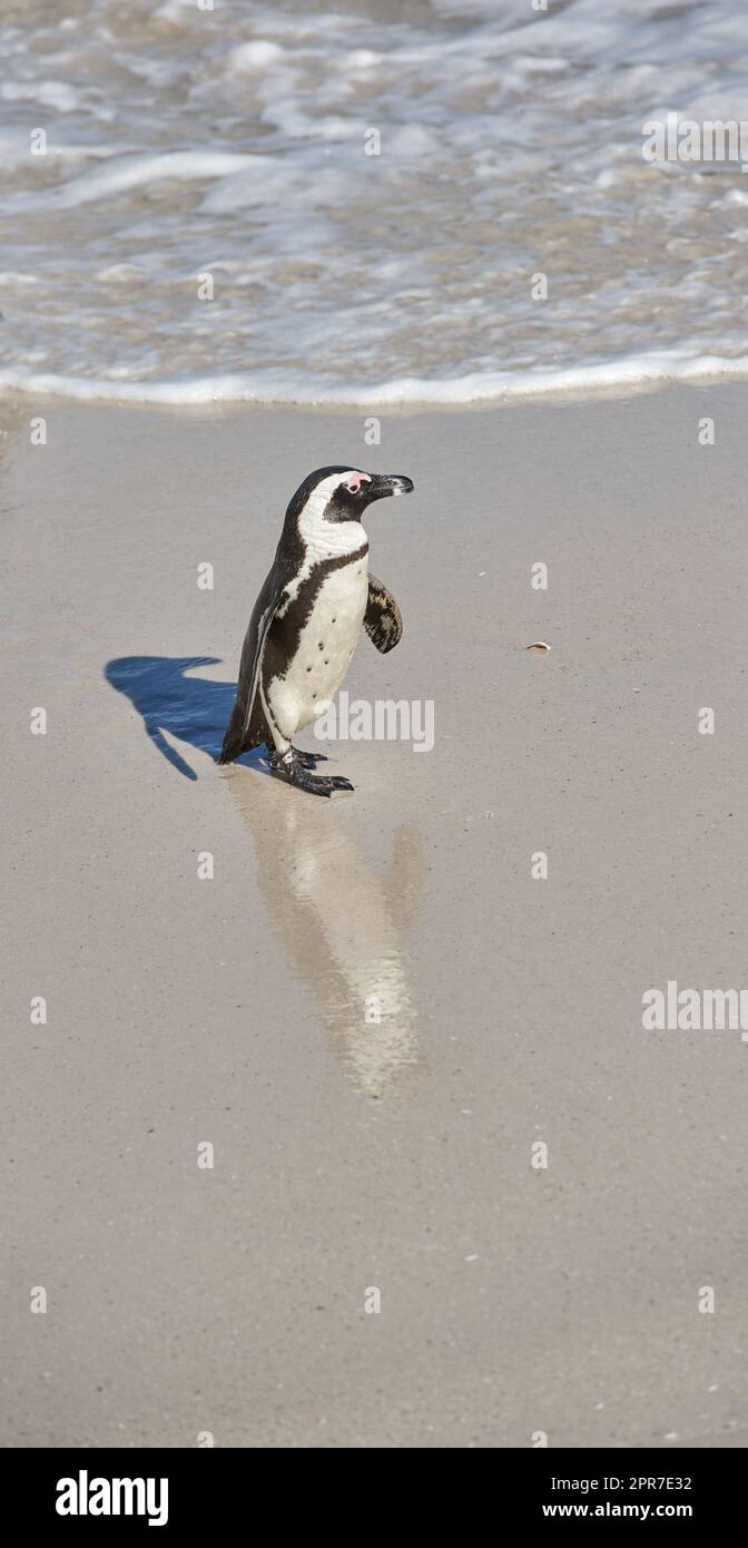 One little black footed penguin at Boulders Beach, South Africa on a sunny summer day. An arctic animal walking on the ocean shore during spring. An aquatic bird running on the sea sand Stock Photo
