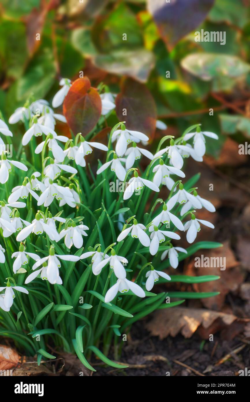 Closeup of white flowers growing in an ecological garden. Group of common snowdrops plants blooming and flowering in a remote field or meadow in a home backyard garden or a sustainable environment Stock Photo
