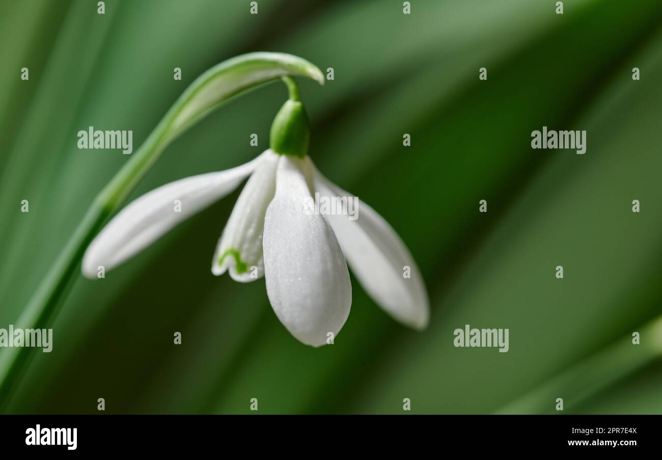 Closeup of a snowdrop flower against blurred nature background. Beautiful common white flowering plant or Galanthus Nivalis growing with petals, leaves and stem detail blooming in spring season Stock Photo