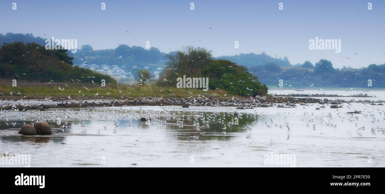 Flock of seagulls flying over sea water in remote coastal city abroad and overseas. Group of white birds soaring, searching for nesting grounds. Birdwatching migratory avian wildlife looking for food Stock Photo