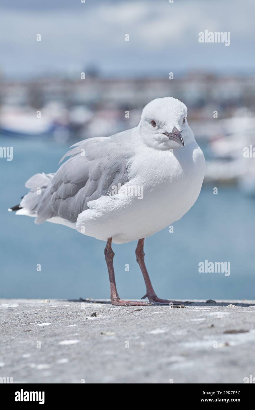 A seagull standing on concrete at the beach in its habitat and environment with a city background. Portrait of a white bird or animal at the sea on a sunny summer day or afternoon Stock Photo