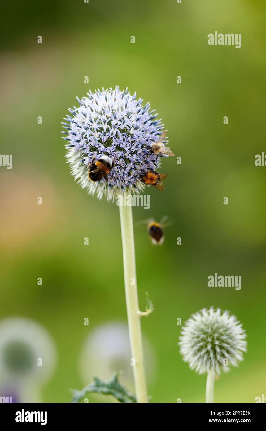Blue Globe Thistle plant being pollinated by bumble bees in summer against a nature background. Spring wildflower flourishing and blooming on a field or meadow. Echinops in a green park with insects Stock Photo