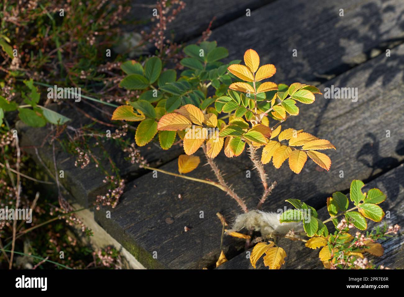 Closeup of a plant with autumn colors on a terrace. Beautiful green and golden or yellow leaves growing outdoors under bright sunlight. Thorny plants and branches on the ground during fall season Stock Photo