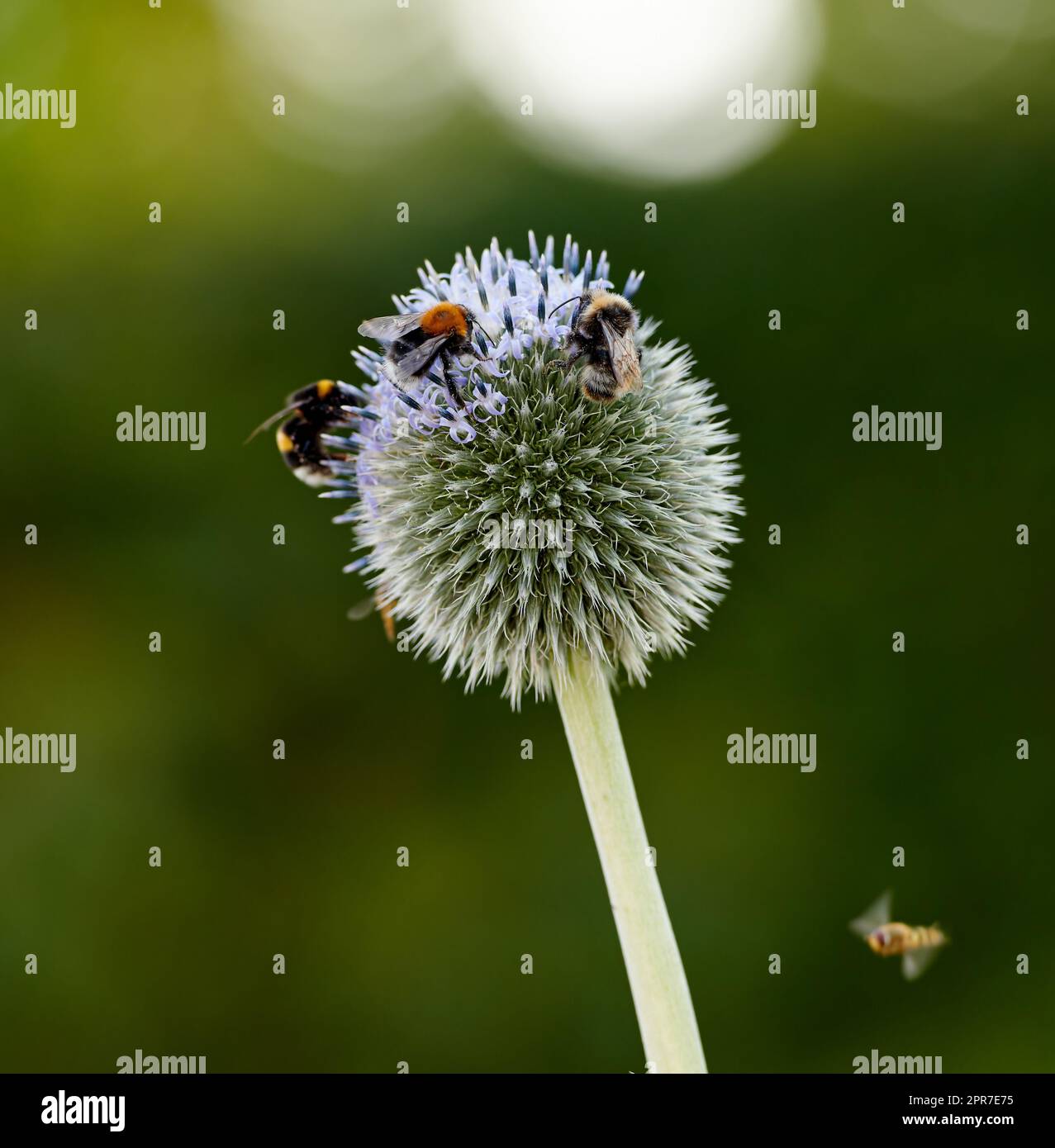 Closeup of globe thistle plants being pollinated by bees in a garden against a blurred nature background. Echinops flora growing on a green field in spring. Wildflowers blossoming in a meadow Stock Photo