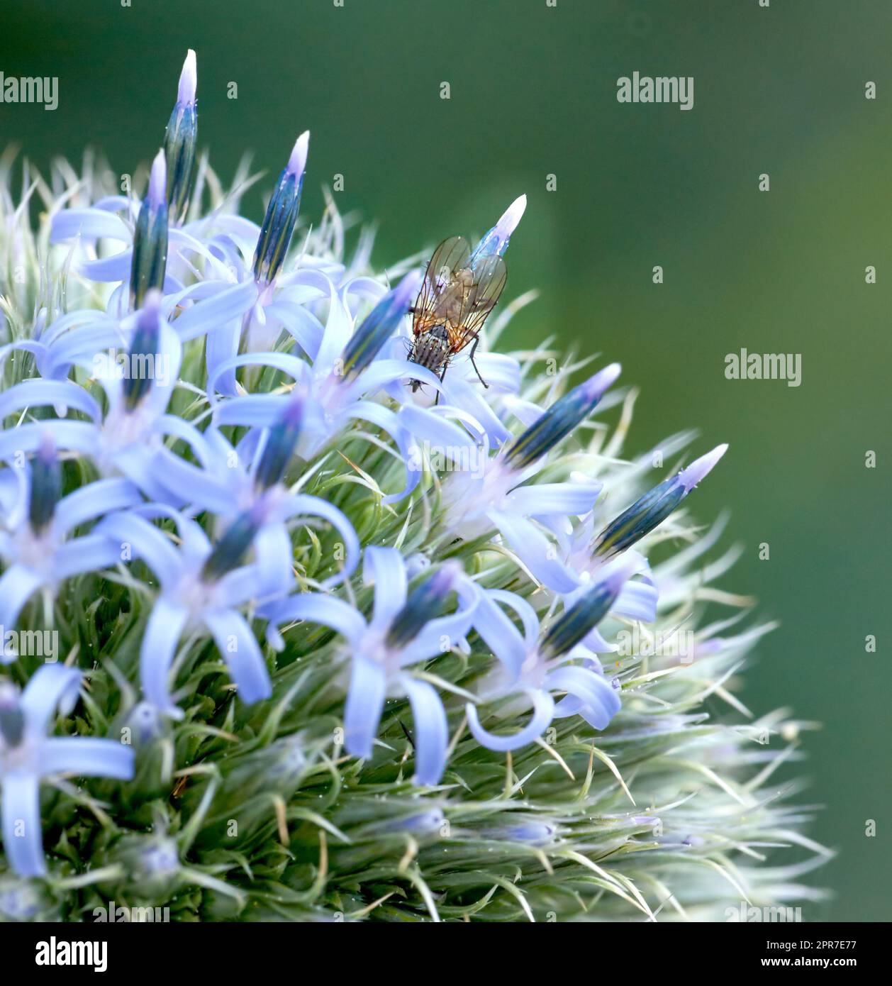 Closeup of blue globe thistle plant being pollinated by bees in a garden during summer. Botany growing on a green field in the countryside. Zoom of wildflowers blossoming with insects in a meadow Stock Photo