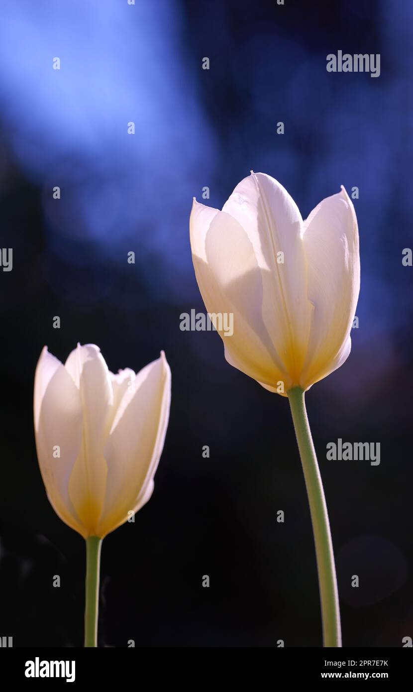 Closeup of white Tulips against a black studio background with copy space. Zoom in on seasonal organic flowers growing and blossoming. Details, texture, and natural pattern of a soft flowerhead Stock Photo