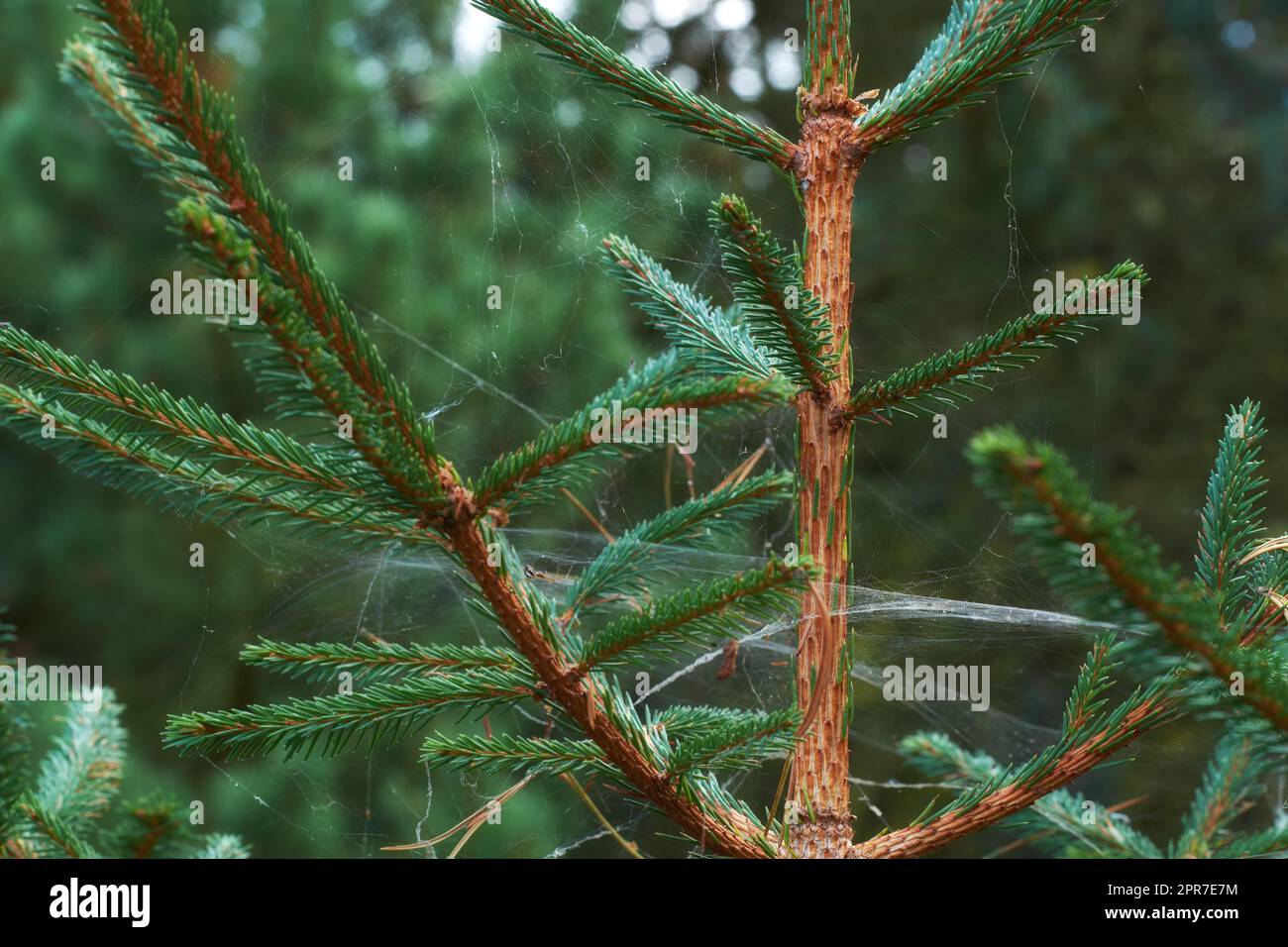Closeup of a pine tree with webs between the branches in a wild forest. Green vegetation with cobwebs growing in untouched nature in a secluded, uncultivated environment on a bright and beautiful day Stock Photo