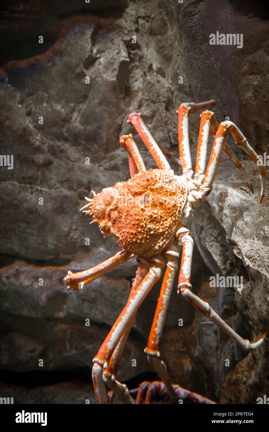 Spider crab closeup view in ocean. Sea life Stock Photo Alamy