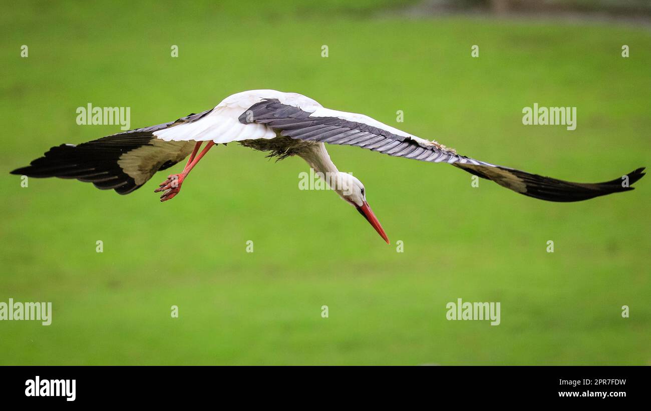 Reken, Muensterland, NRW, 26th April 2023. A pair of wild white storks