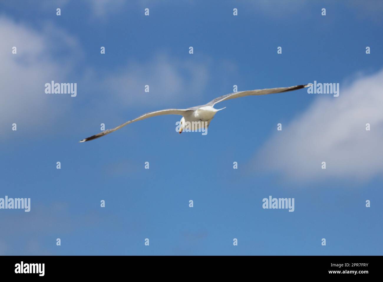 Fliegende Silbermöwe  flying gull  (Larus argentatus) Stock Photo