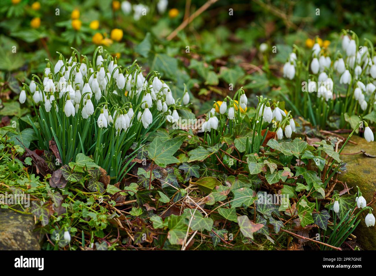 Galanthus woronowii growing in their natural habitat in a dense forest. Green snowdrop in the woods. Woronows snowdrop. Plant species thriving in their natural habitat and environment Stock Photo