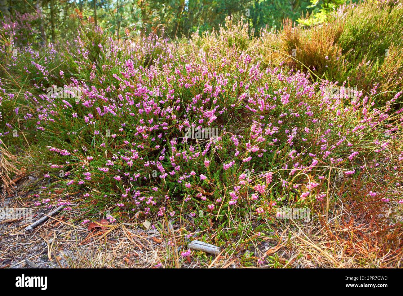 Textured detail of calluna vulgaris blossoming and blooming in wild nature. Scenic view of heather plant flowers growing and flowering on green bush or shrub in a remote field, meadow or countryside. Stock Photo