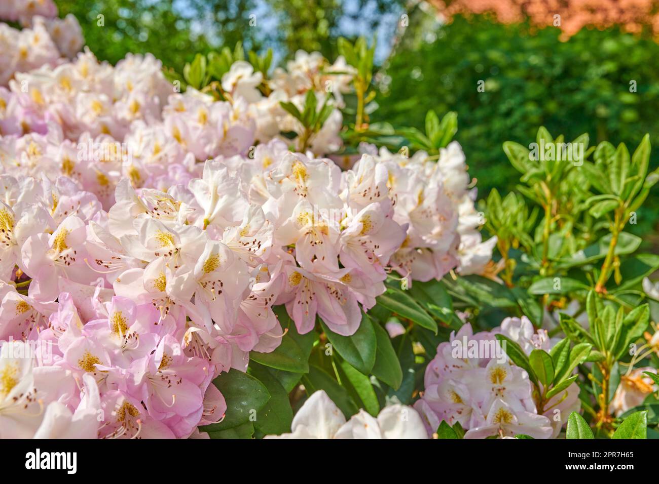 Rhododendron is a genus of 1,024 species of woody plants in the heath family, either evergreen or deciduous, and found mainly in Asia, although it is also widespread throughout the Southern Highlands of the Appalachian Mountains of North America. Stock Photo