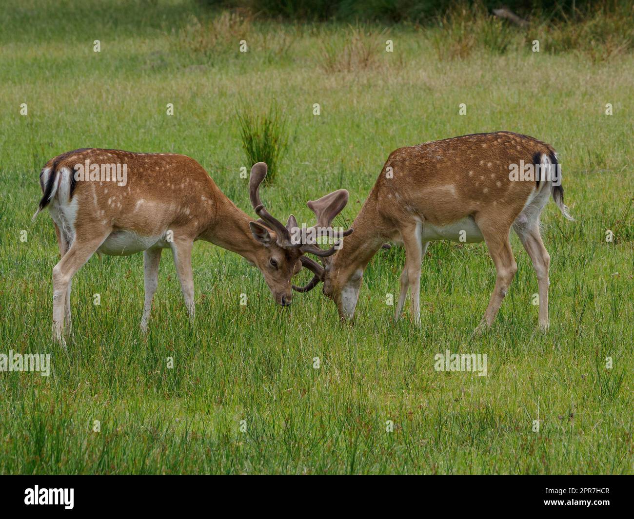 deers-on-a-field-in-germany-stock-photo-alamy
