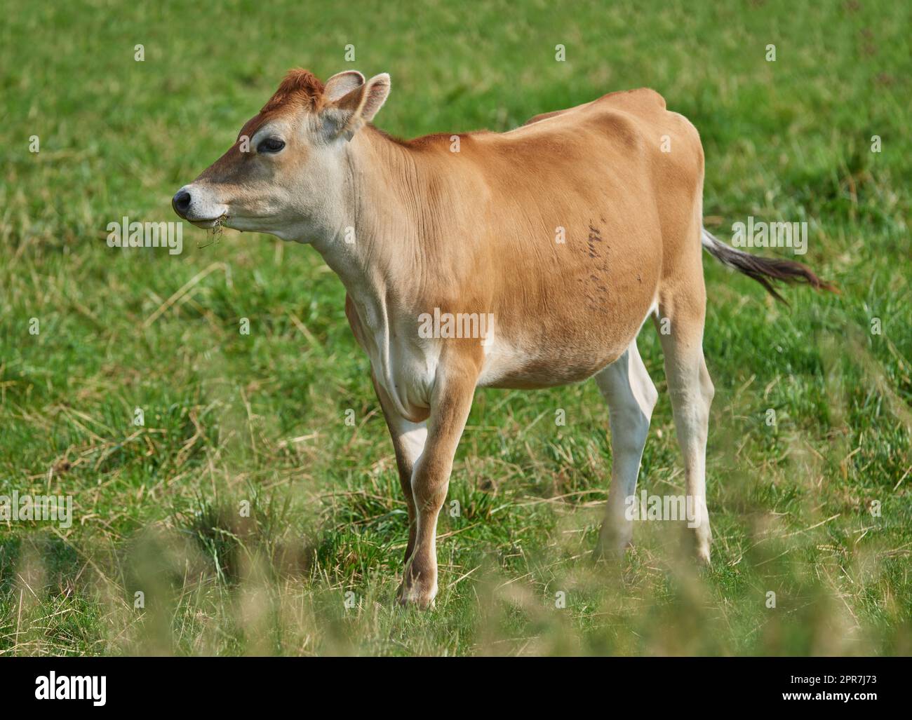 One brown and white cow on a green field in a rural countryside with copy space. Raising and breeding livestock cattle on a farm for the beef and dairy industry. Landscape with animals in nature Stock Photo