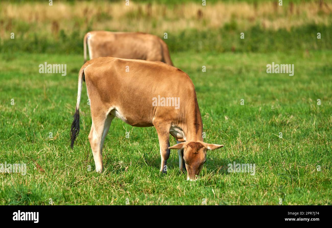 Two cows grazing on farm field on a sunny day on a lush meadow of farmland. Young brown bovine eating grass on an uncultivated field. Wild livestock or organic cattle for free range beef Stock Photo