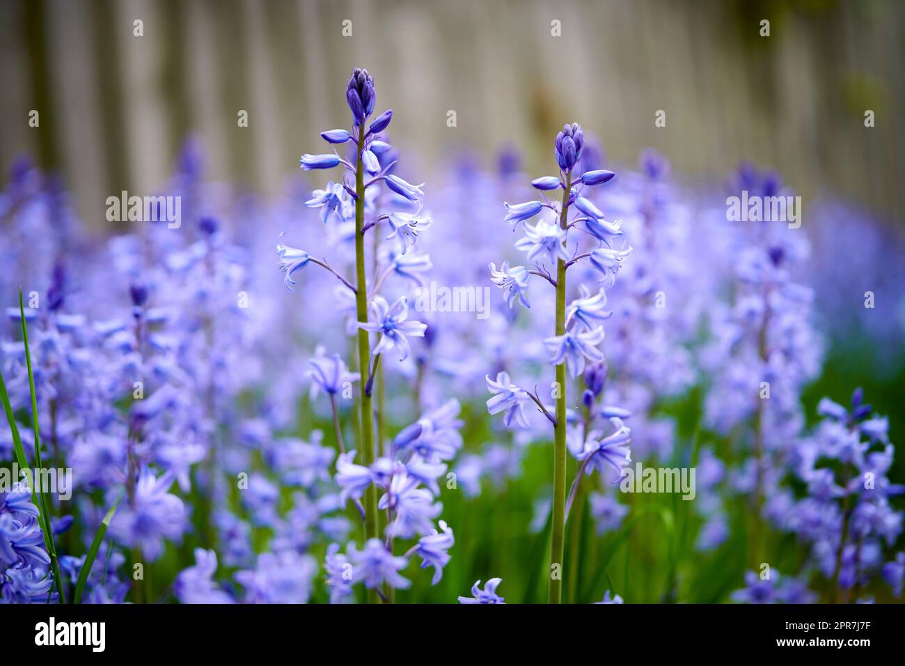 A vibrant bunch of Bluebell flowers growing in a backyard garden on a  summer day. Colorful and bright purple plants bloom during spring outdoors  in nature. The details of botanical foliage in