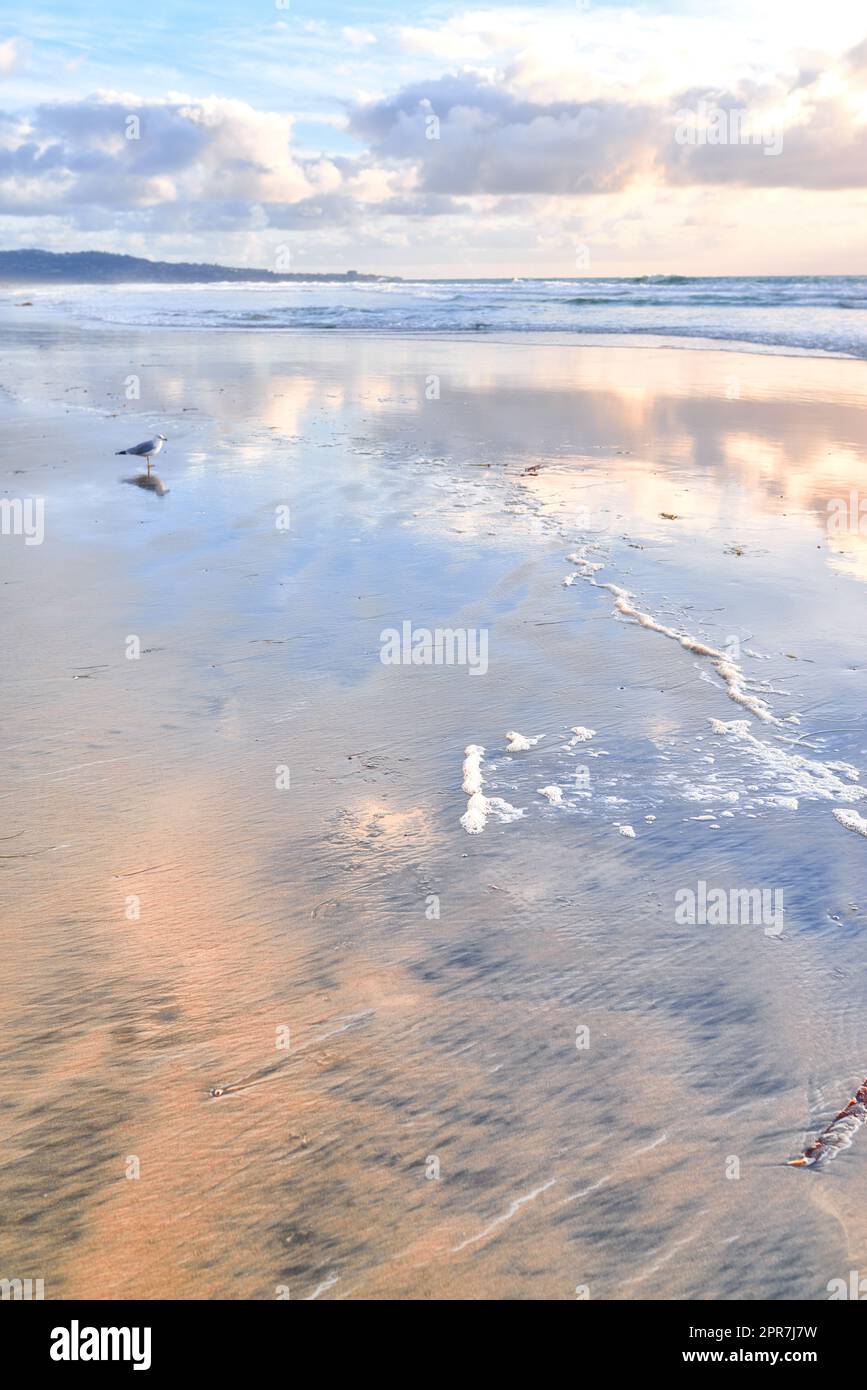 A beach of Torrey Pines, San Diego, California Landscape of empty beach shallow shoreline. Cloudy sky, seagulls in the sand with a golden sunset sky in the background. Morning view of tourist beach Stock Photo