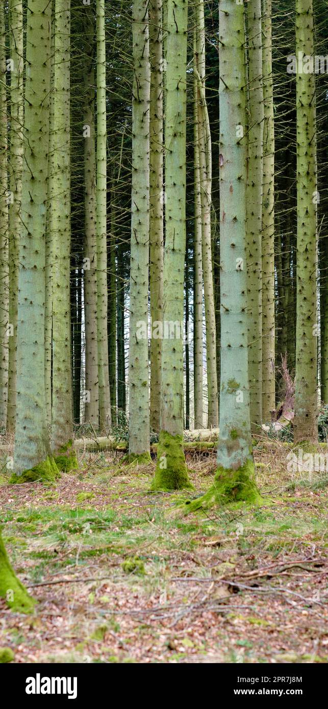 View of an enchanting planted forest with trees in Denmark. Secluded, empty and deserted woodland with cultivated pine trees in its natural environment. Remote and silent woods in the wilderness Stock Photo
