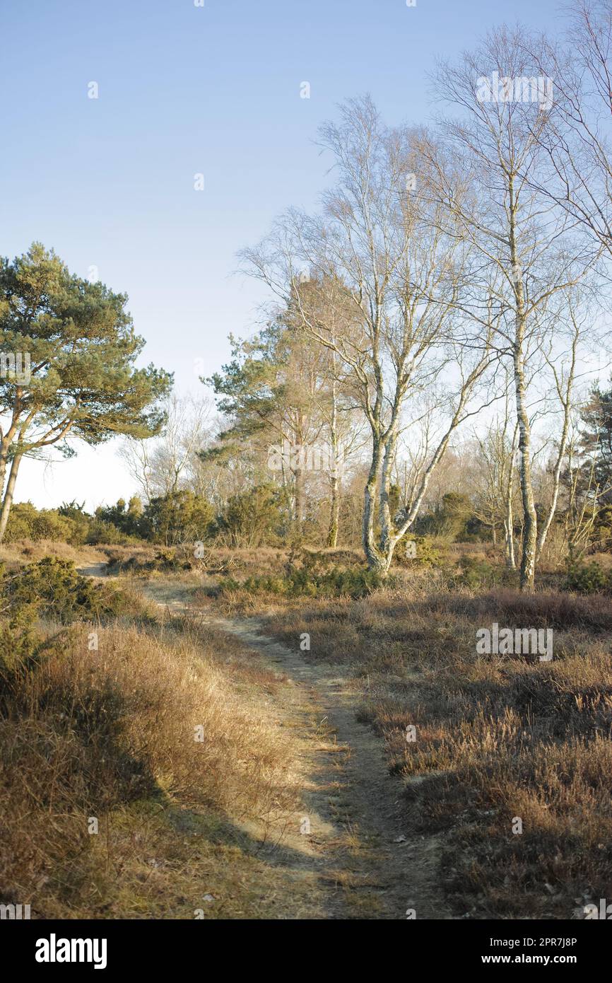Landscape of a secret and mysterious pathway in the countryside leading to a magical forest where adventure awaits. Quiet scenery with a hidden path surrounded by trees, shrubs and grass in Denmark Stock Photo