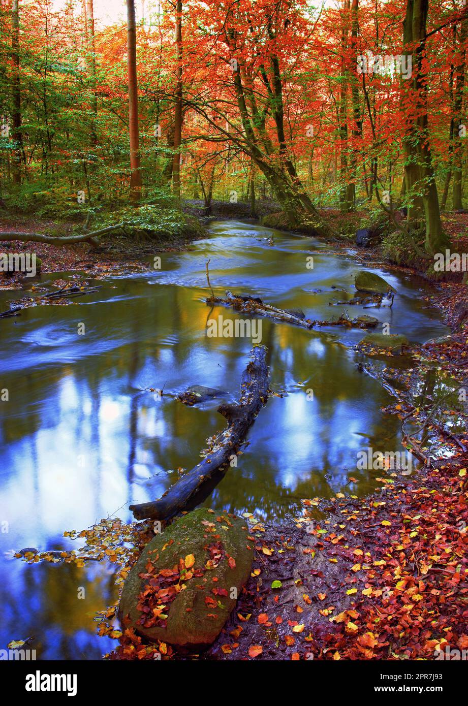 Beautiful and vibrant autumn forest and a stream flowing through it. The landscape of a river in the woods outdoors in nature near tall trees with yellow and orange leaves Stock Photo